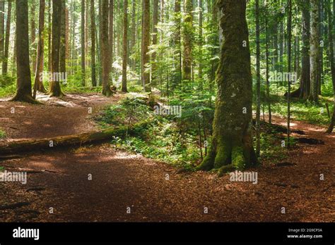 Path In Dense Green Forest The Beautiful Dense Green Forest With A