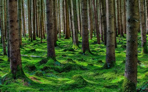 Summer Forest Trees Pine Moss Wallpaper Nature And Landscape