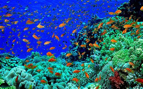 37 Colorful Underwater Fish Wallpapers Wallpapersafari