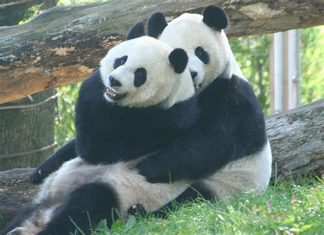 Forget Human Rights We Got The Pandas Panda Dc Zoo Washington Dc Zoo