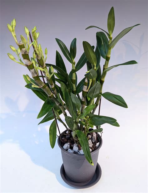 Dendrobium Nobile Orchid Hybrid Orchidweb