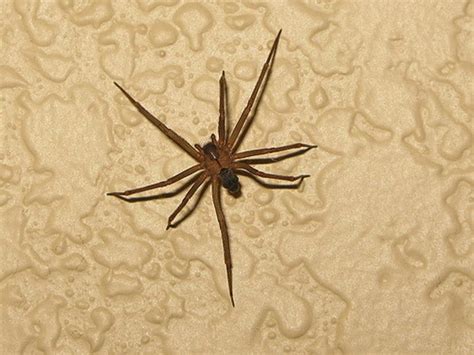 House Spiders The 10 Most Common Youll Find