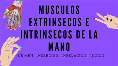 Musculos Extrinsecos E Intrinsecos De Manoanatomia De Mano Youtube