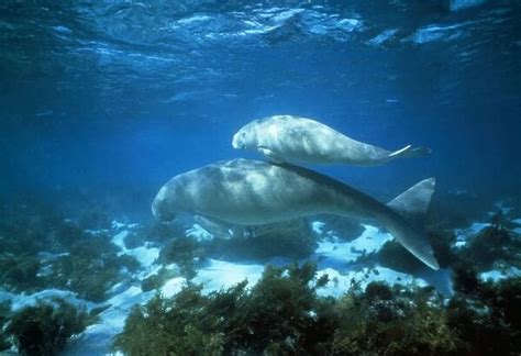 Dugong Female And Calf Shark Bay Australia Photos Framed Prints