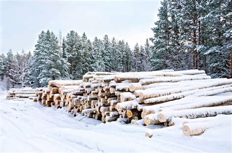 Timber Pile In The Snow Stock Photo Image Of Outdoors 23865012