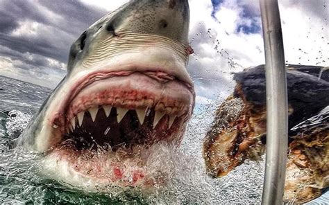 Amateur Photographer Captures Amazing Great White Shark