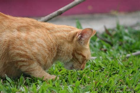 Well, grass offers them relief from a variety of issues. Why Do Cats Eat Grass? A Guide To Cat Grass - Tuxedo Cat