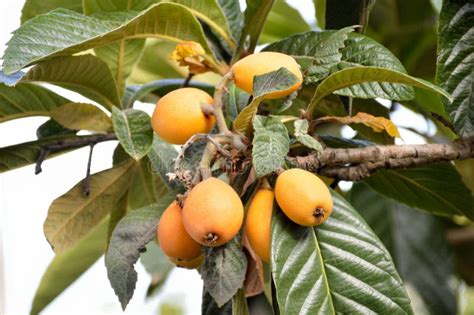 Loquat Fruit On A Tree Stock Image Image Of Green Natural 124005083