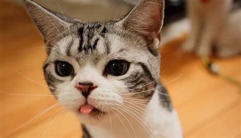 11 Derpy Cats That Love Letting Their Tongues Hang Out