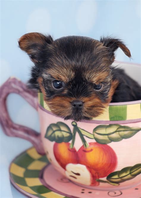 Tiny Teacup Yorkies For Sale At Teacups Puppies Teacups Puppies And Boutique