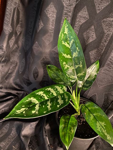 Chinese Evergreen Aglaonema Mature Live Indoor Houseplant Etsy