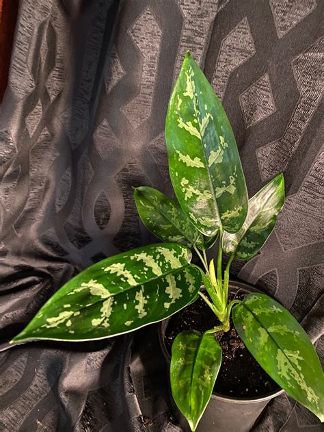 chinese evergreen aglaonema mature live indoor houseplant etsy