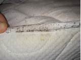 Can Bed Bug Spray Make You Sick