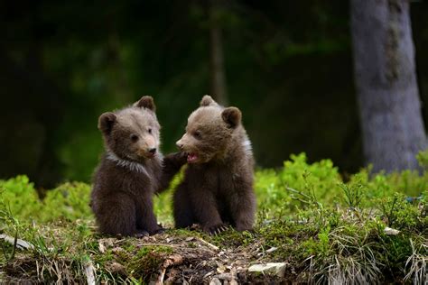 Adorable Bear Cubs