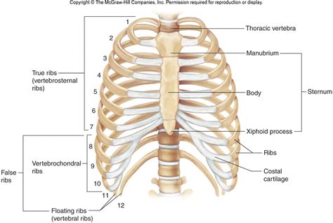 The thoracic cage, a flexible framework of bones and cartilage, is conical in shape. Bone Pictures II - Labeled Drawn | Chandler Physical Therapy