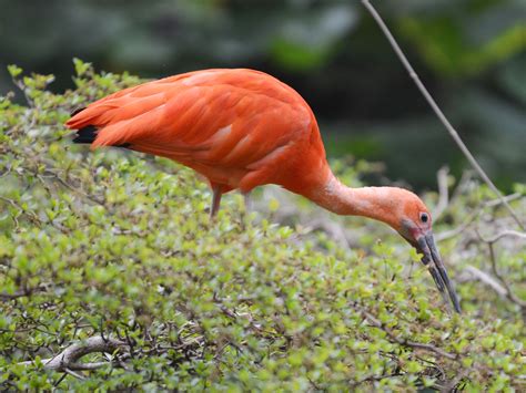 The Online Zoo Scarlet Ibis