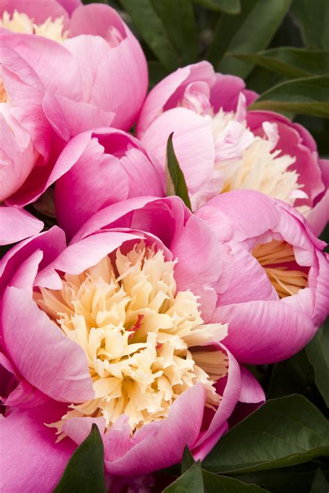 We did not find results for: Bowl of Beauty Peony - Plant Library - Pahl's Market ...