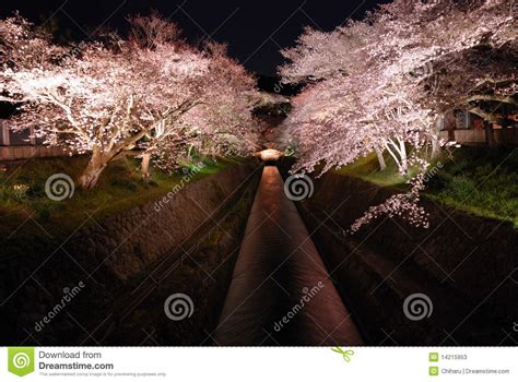 Night View Of Cherry Blossoms Stock Image Image Of Blossoms Cherry