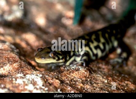Tiger Salamander Ambystoma Tigrinum In A Terrarium Habitat With Water