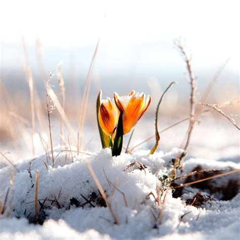 2048x2048 Orange Flower Snow Tap To See More Beautiful Winter Snow