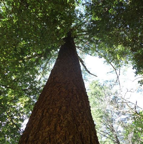 Filetall Tree In California Wikipedia