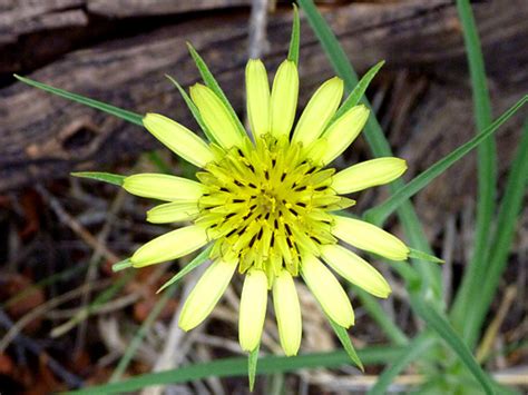 Western Usa Wildflowers Yellow Salsify Tragopogon Dubius