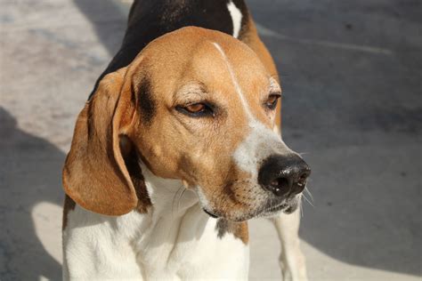 American Fox Hound Dog Free Stock Photo Public Domain Pictures