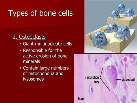 Types Of Bone Cells