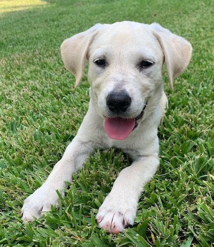 Adopt Reba 8 On Petfinder Yellow Labrador Retriever Labrador