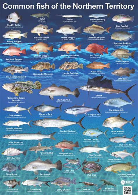 Types Of Fish In The North Sea