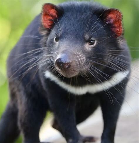 First Tasmanian Devils Born In The Wild Of Australia Mainland In 3000