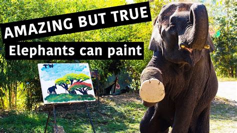 Paintings Made By Elephants In Thailand Youtube