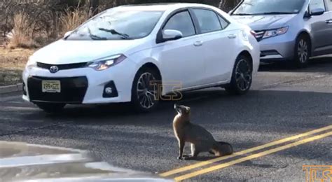 The Lakewood Scoop Video Fox Causes Traffic Hazard Is Struck By