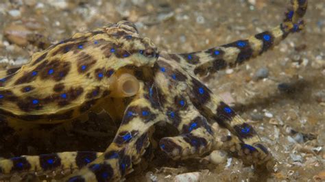 Venomous Blue Ringed Octopuses Spotted In Rockpools Around Port