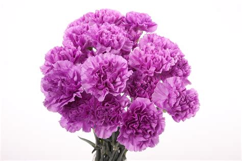 Flower Type Carnations Two Tone Purple Carnations Flower Muse Types