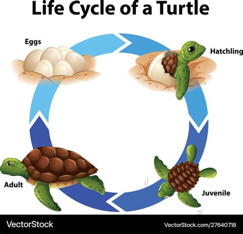 Sea Turtle Life Cycle Diagram Stock Vector Illustration Of Lifecycle
