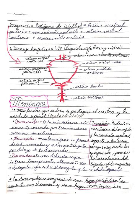 Solution Sistema Nervioso Cerebro Cerebelo Meninges Lobulos