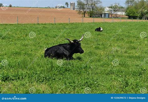 Black Cow With Horns Resting In A Field Stock Photo Image Of Calf