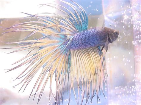 Pastel Crowntail Betta Betta Pet Fish Tropical Fish Pictures