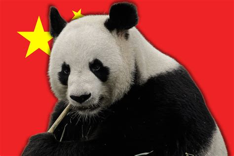 Chinas Panda Diplomacy Isnt Just About Cute And Fuzzy Bears