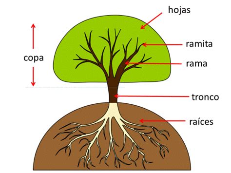 Partes De Un Árbol Arboles