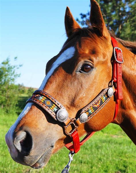 Custompersonalized Leather Beaded Horse Halter Deluxe Etsy Horse