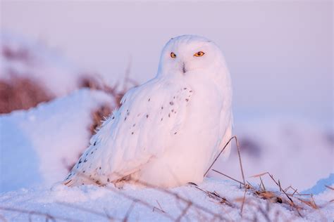 79620 Snowy Owl 4k Snow Bird Owl Winter Rare Gallery Hd Wallpapers