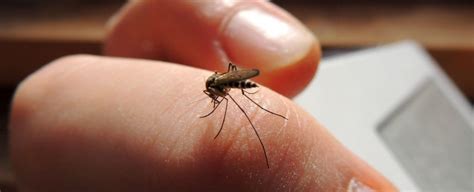 Heres The Best Way To Stop A Mosquito Bite From Itching Sciencealert