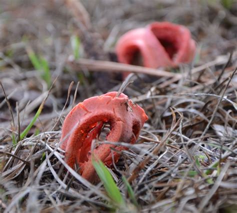 Q What Is The Awful Smelling Red Mushroom Growing In My Mulch Uf