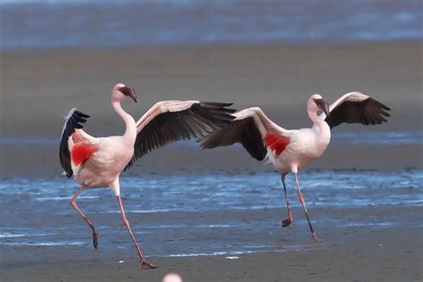 Lesser Flamingos Fearless Pink Beauties Of Africa The Bird Guide