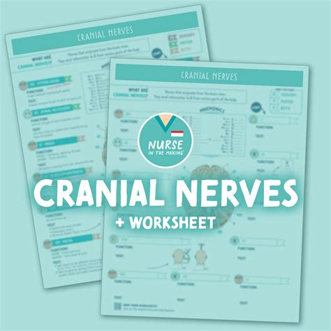 Cranial Nerves Study Guide Worksheet Nurseinthemaking