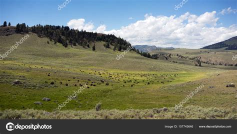 Buffalo Herd Lamar Valley Yellowstone National Park Bison — Stock Photo
