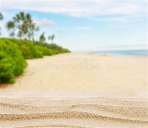 Summer Sandy Beach With Palm Trees Stock Image Image Of Natural