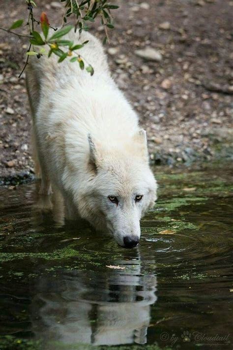 Arctic Wolf Drinking Water Wolf Dog Wolf Spirit Animal Arctic Wolf